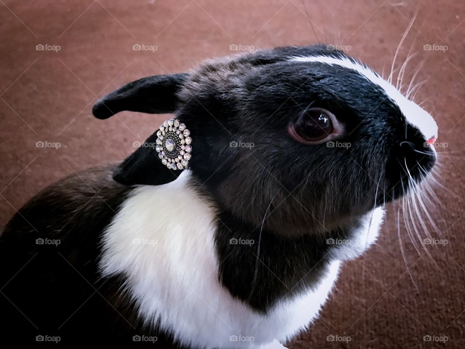 Bling Bunny