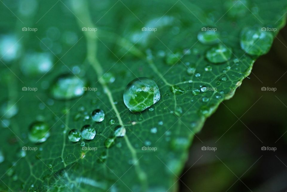 Water droplets 
