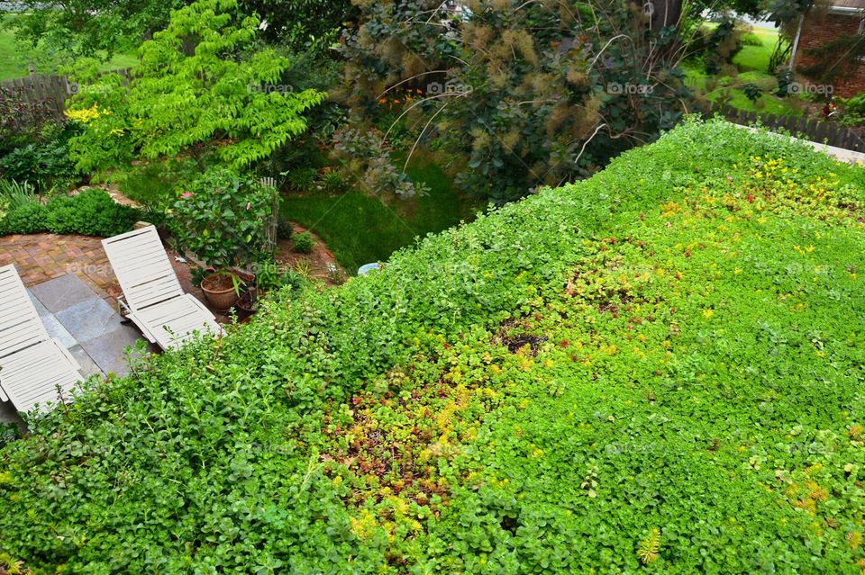 Living Roof