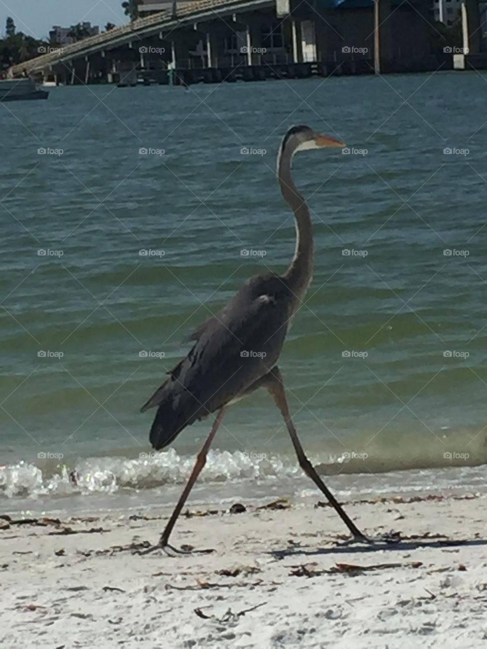 Blue Heron on the beach at Lover’s Key State Park bear Fort Myers Beach Florida. Beautiful !