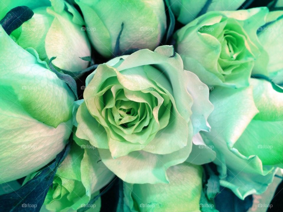 Green roses