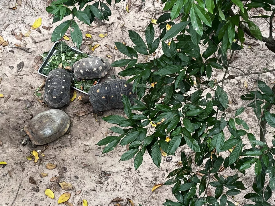 Turtle times