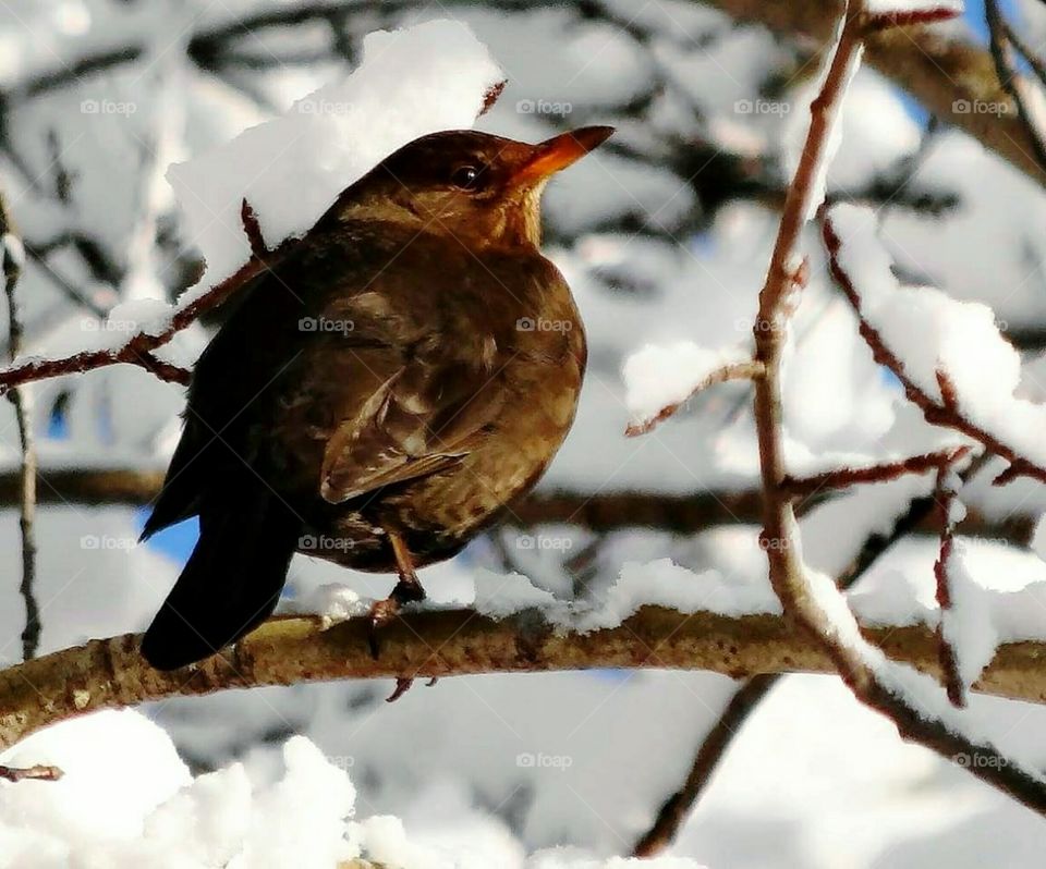 Bird in tree