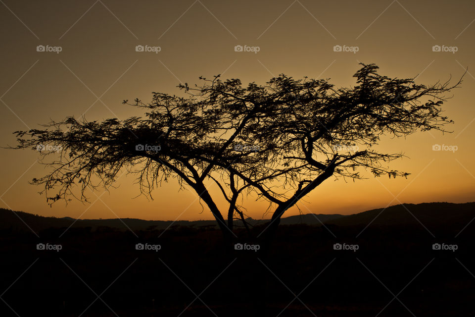 silhouette of a tree at sunset