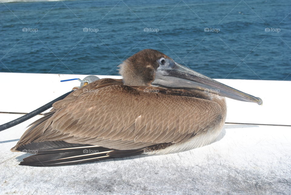 A wild pelican by the ocean in Florida