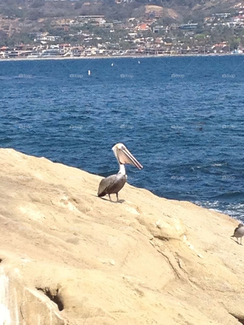 Pelican rock