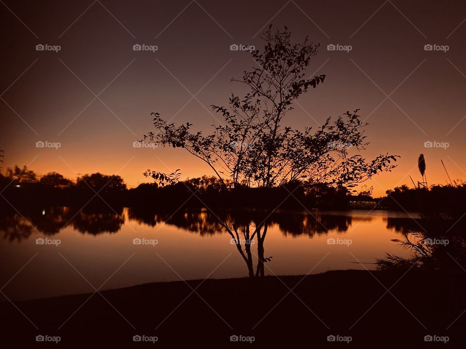 Crepe Myrtle at the end of the season. Winter is approaching fast in the south region of Texas. Colours are blasting out of the Sunset.