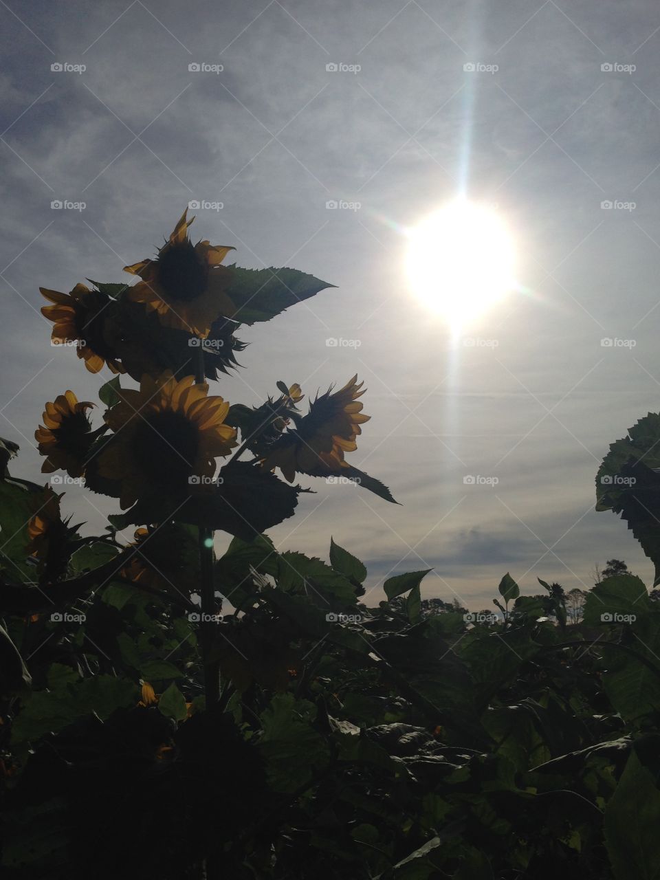Sunflower Silhouette