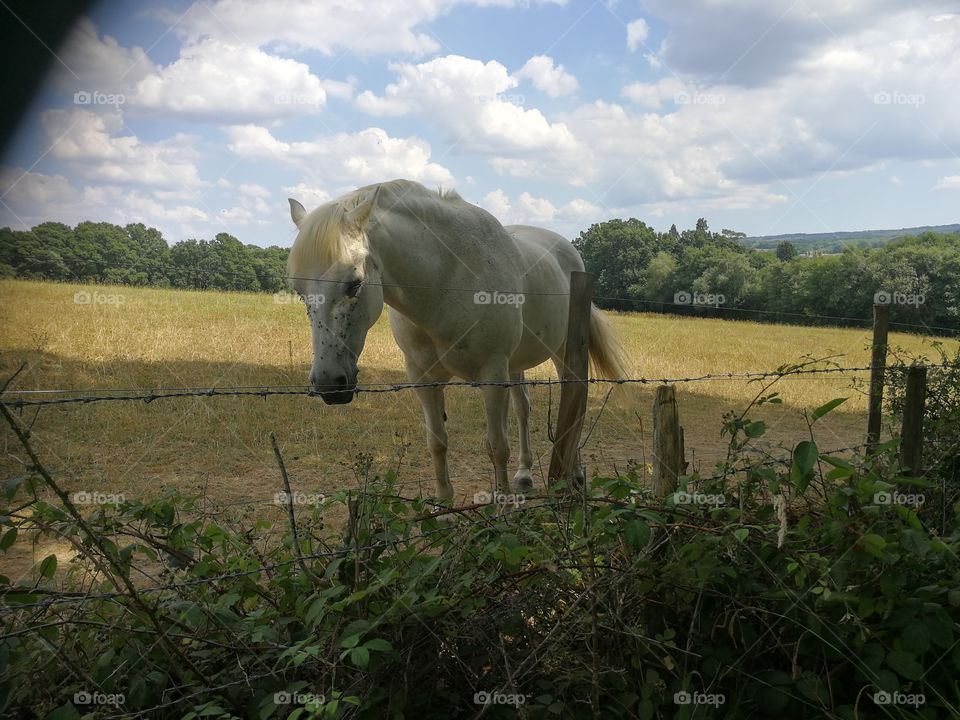 White horse and a ray of sunlight, Forest Row, South-East England