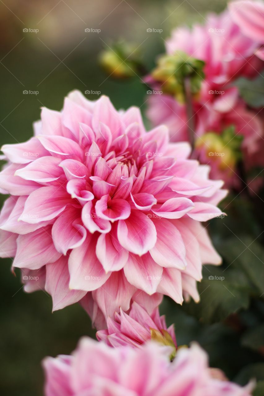 Dahlia in the garden
