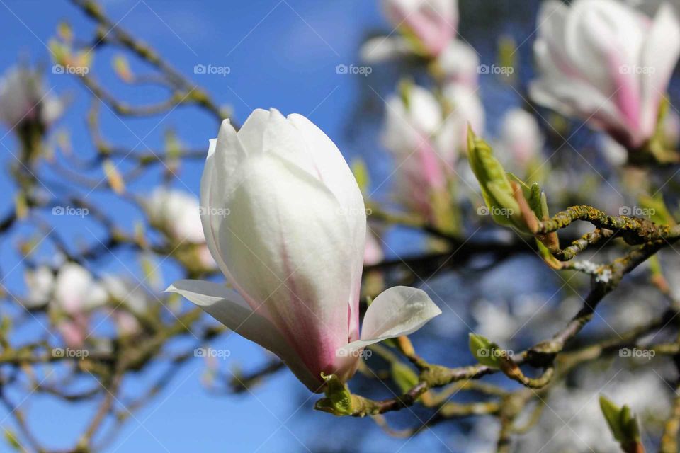 Tulip tree blossom