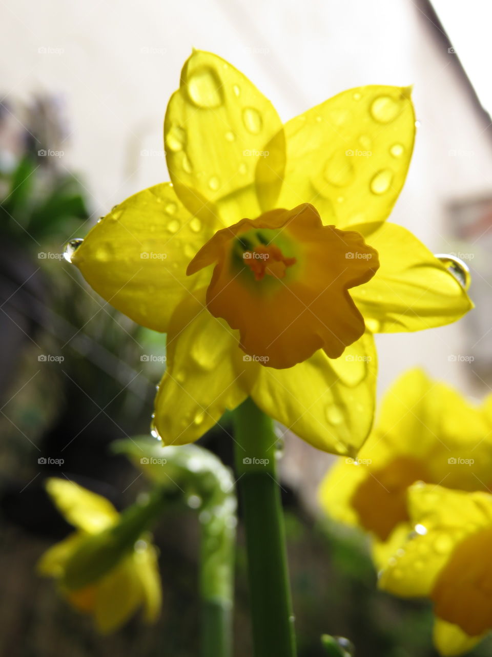 daffodil in the rain 