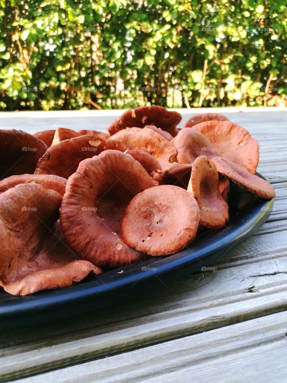 Mushrooms Lactarius Rufus from Finnish Lapland. These make good salt mushrooms and this can be used to dry! The dried mushrooms make really tasty sauces or you can even put them in a meat pot.