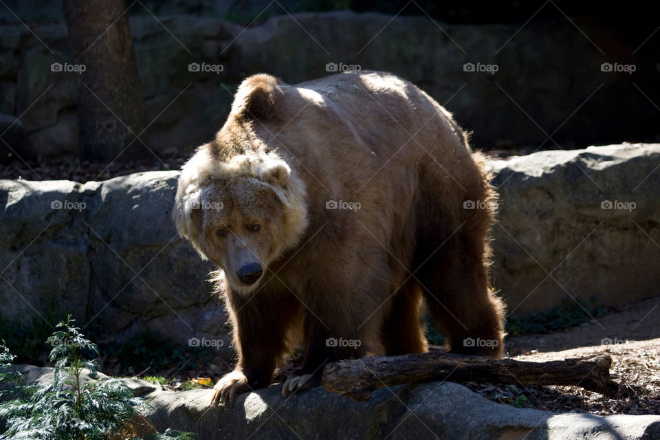 zoo australia bear taronga by splicanka