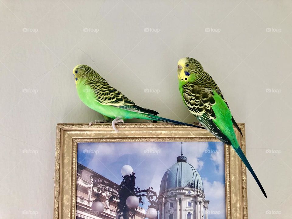 My pretty birds relaxing on the picture frame 