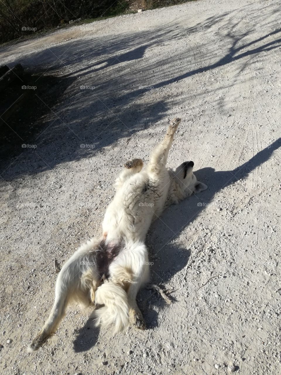 The dog is ok under the spring sun