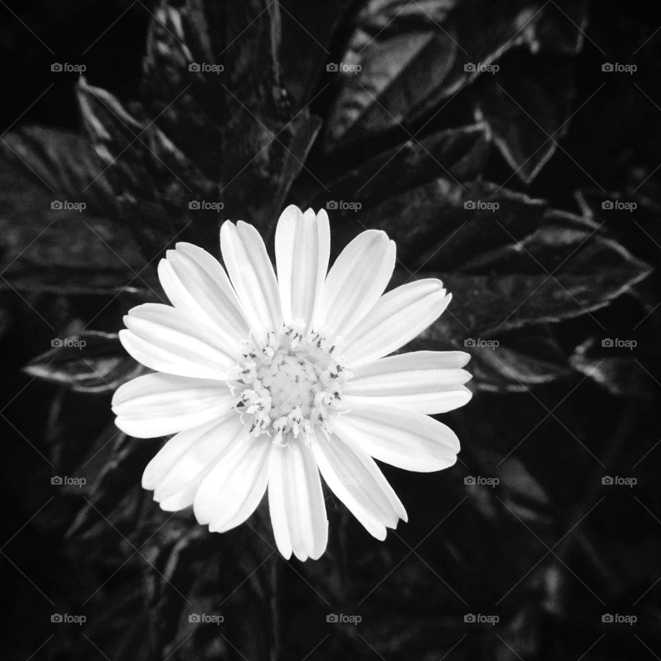 Daisy in Black and White