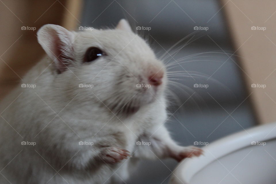 close up of gerbil