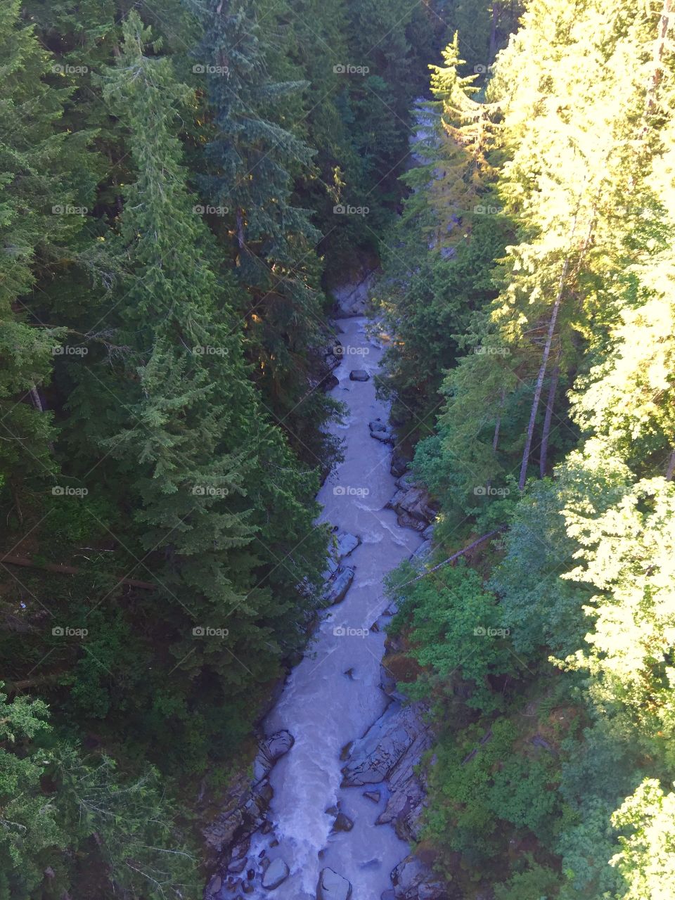 Where the River Flows. River in the Forest