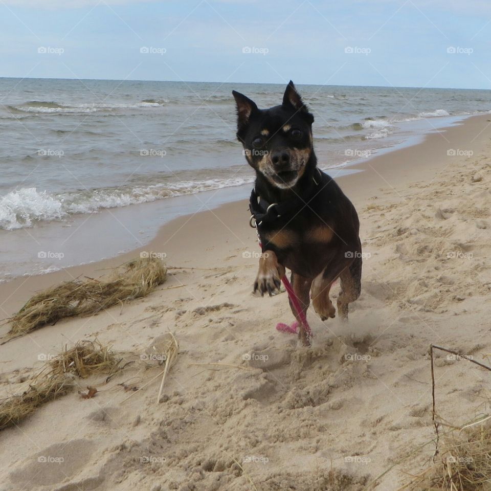 Min Pin dog on the beach
