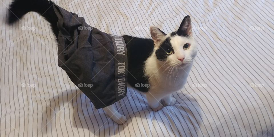cat wearing boxer shorts looking happy funny pet photo