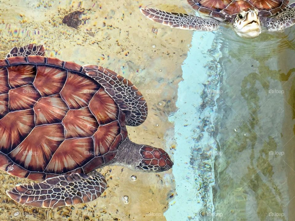  Two Sea Turtle on a bright day in Cayman Turtle Centre