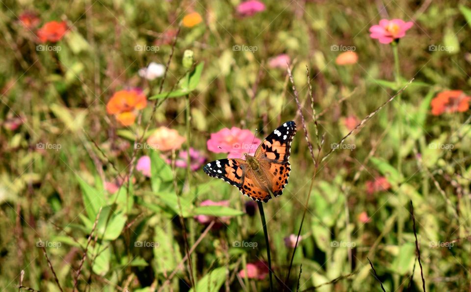 Butterflies & Flowers