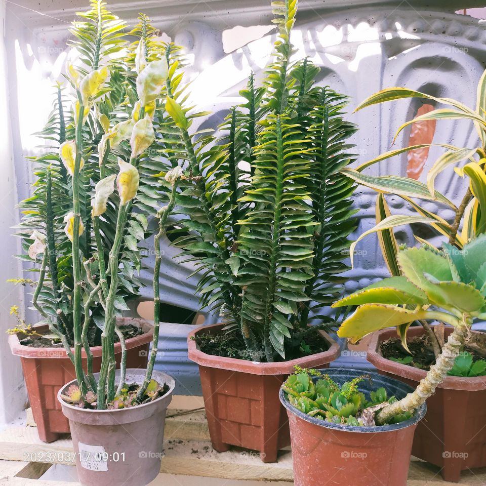 Outdoor Plants