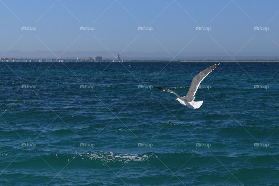 A flying seagull