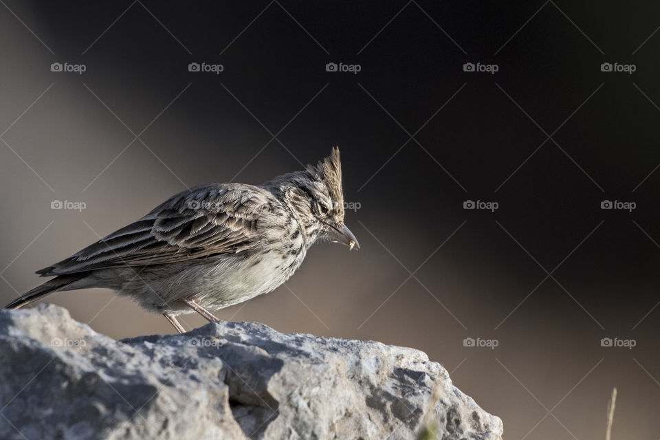 The lark bird stands on the rock