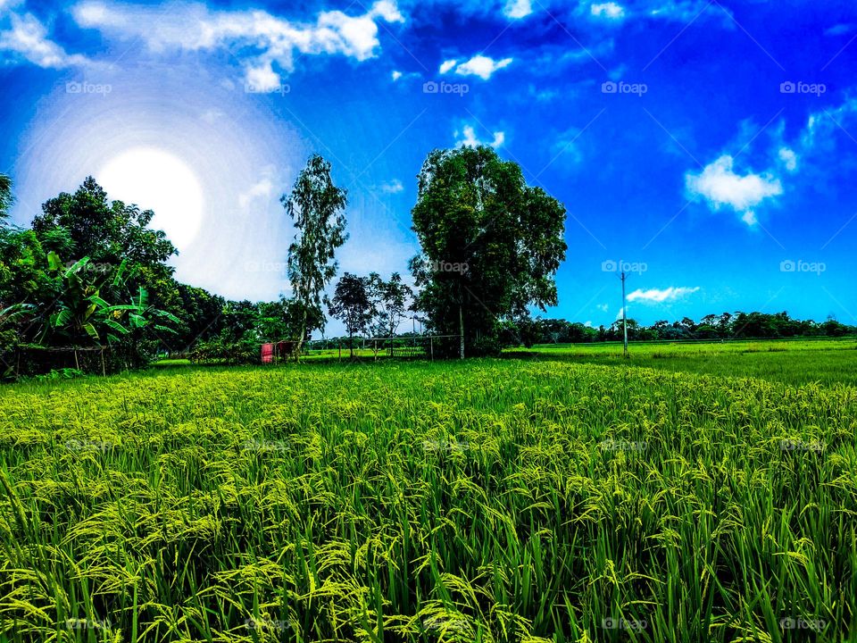 This photo is of our village.  I took this photo with mobile.  In this photo, rice fields are seen below and beautiful clouds are seen above.  In a word, the natural scenery is very beautiful.