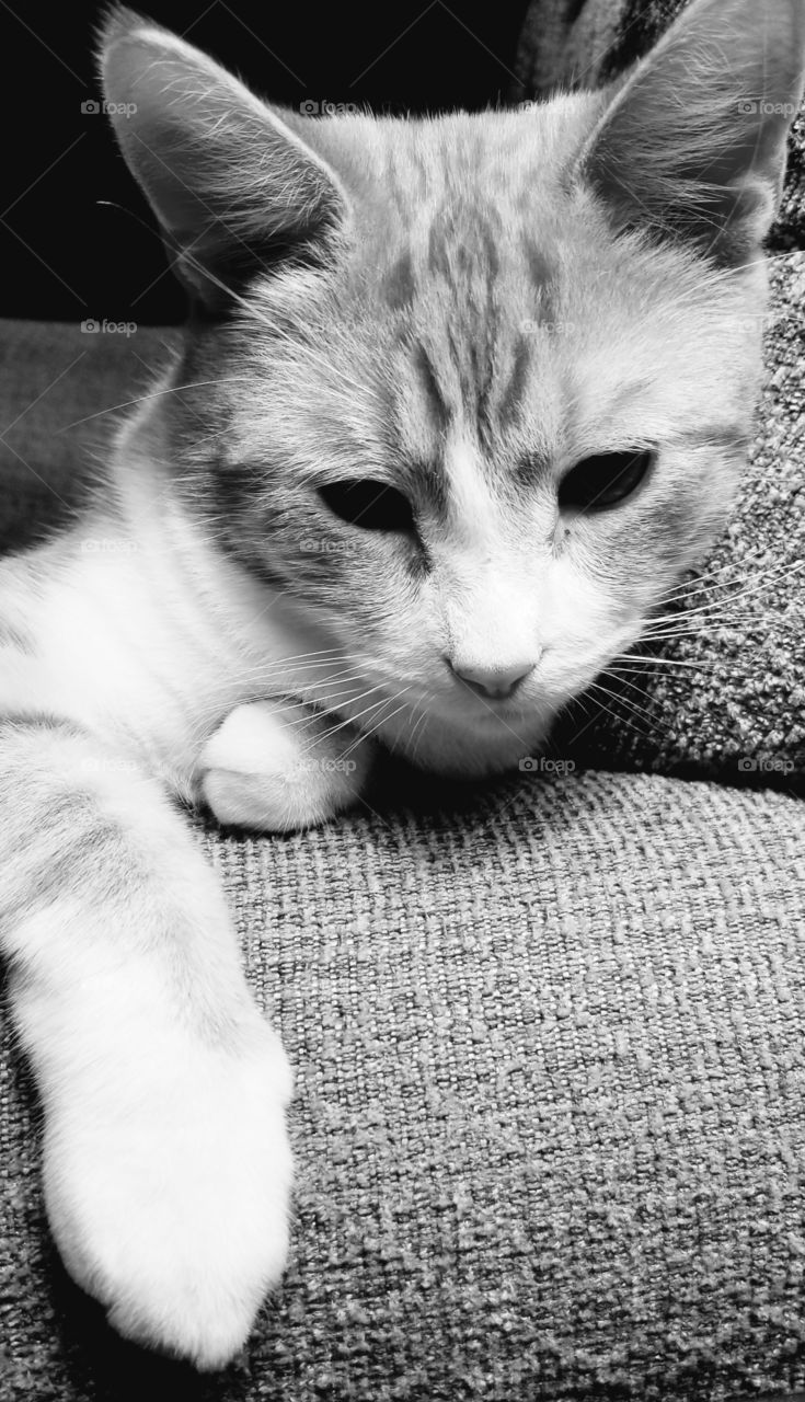 cat black & white