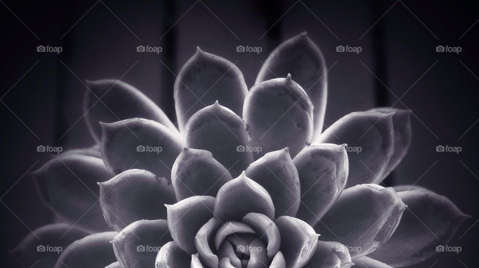 flower macro park plant by downtownftl