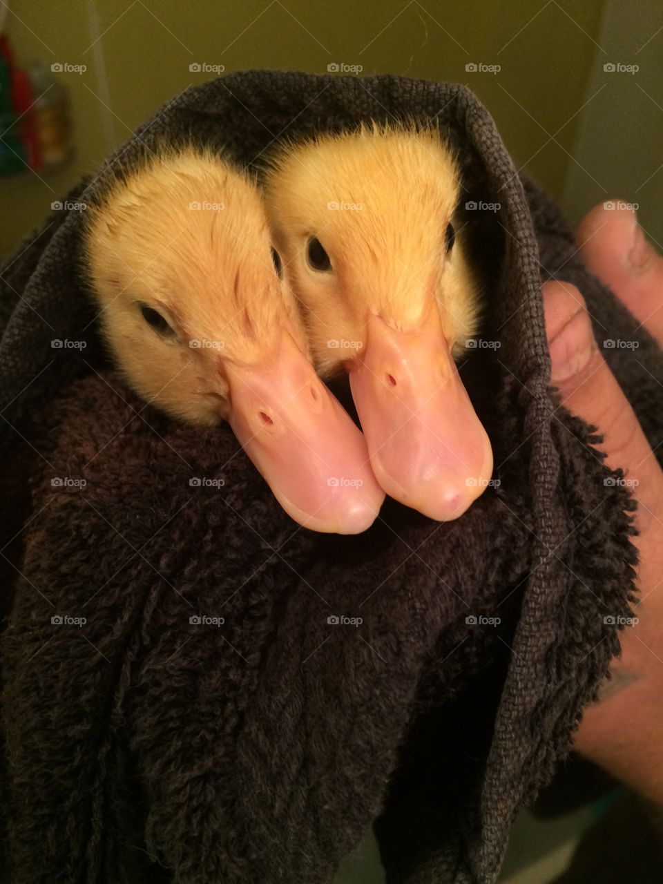 Baby ducks
