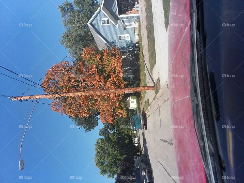 Tree red maple house fall