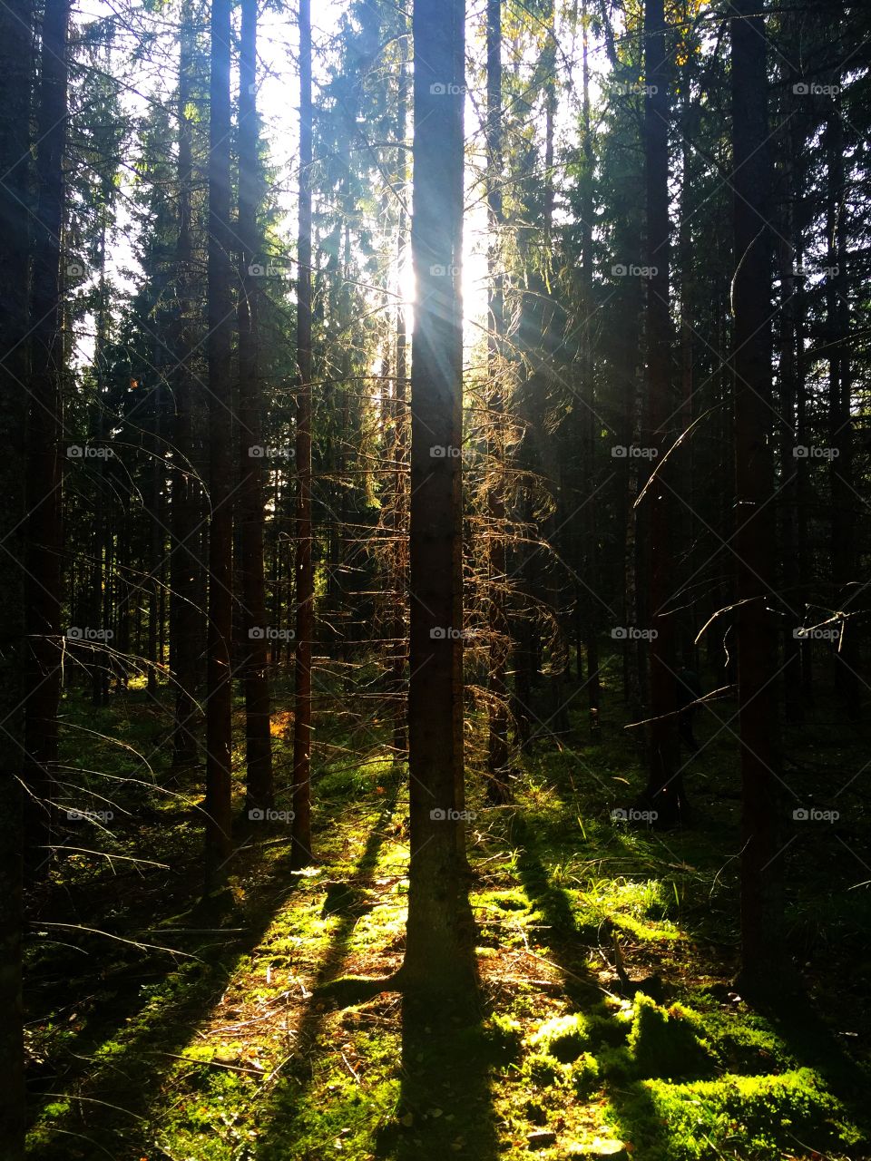 Forest 
Autumn 
Green
Moss
Tree
