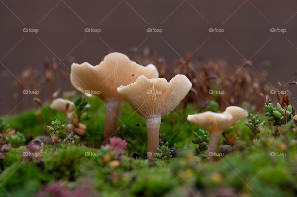 Close-up at three mushrooms.