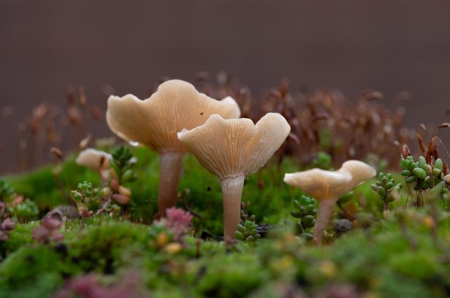 Close-up at three mushrooms.