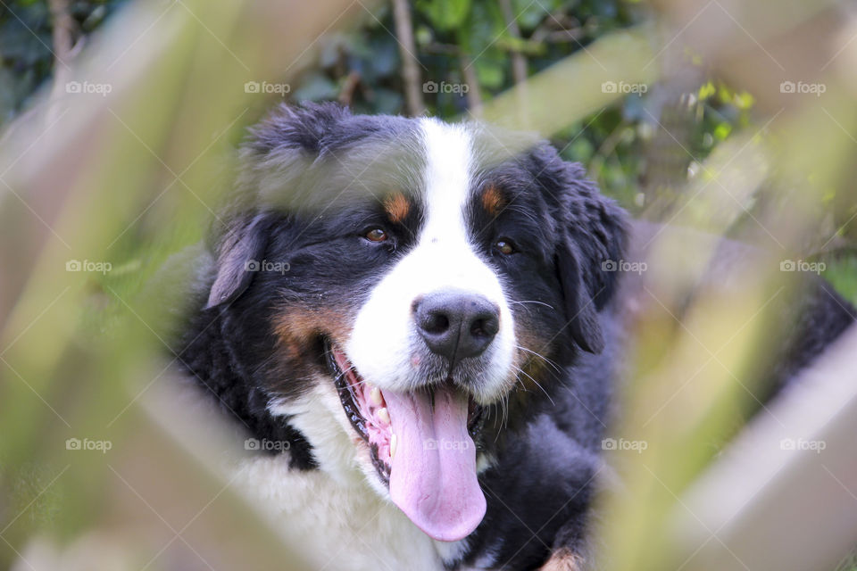 berner sennen dog