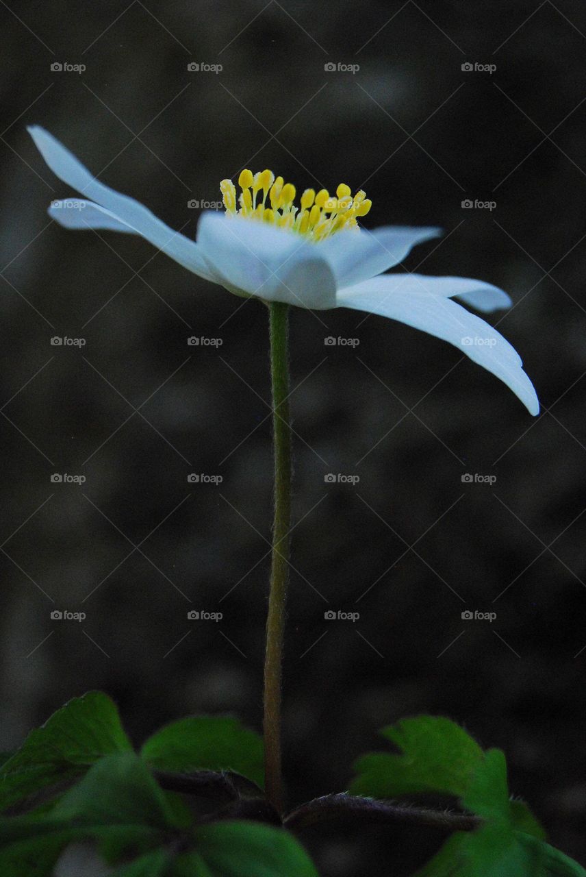 Anemone nemorosa