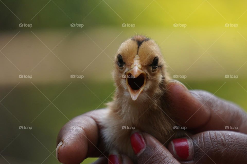 Angry chick