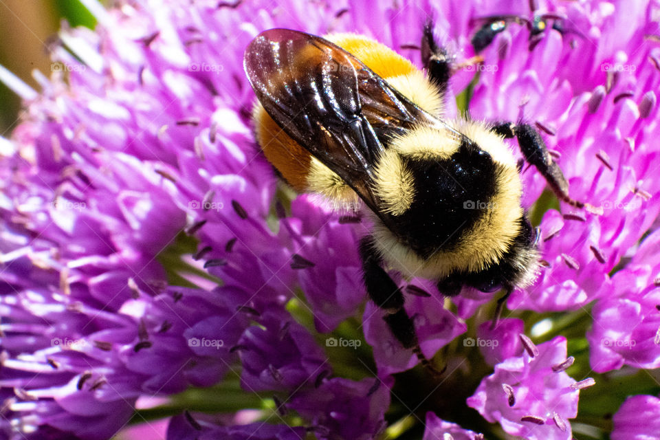 Grateful for these bees for all the things they do for our world. I hope they are safe and happy always!