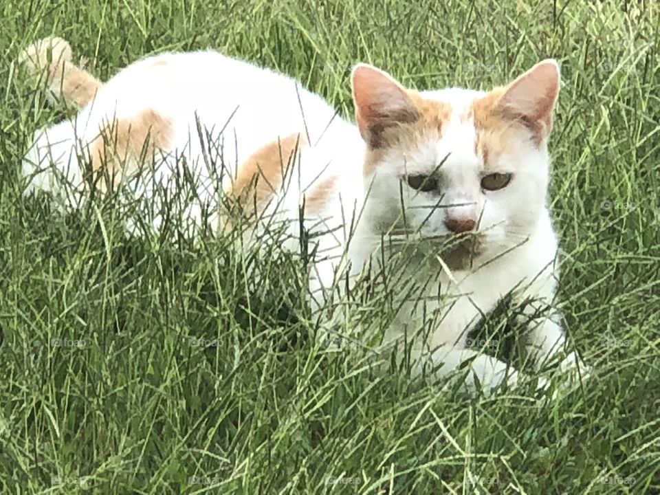 Adorable sweetie cat in tall grass