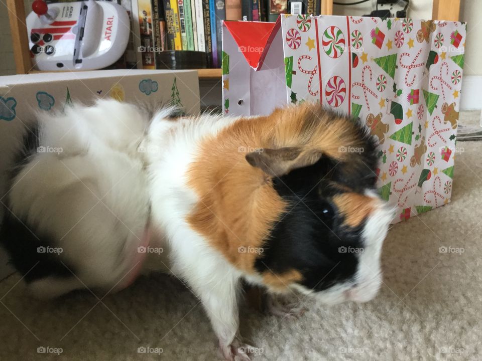 Mammal, Cute, Pet, Dog, No Person