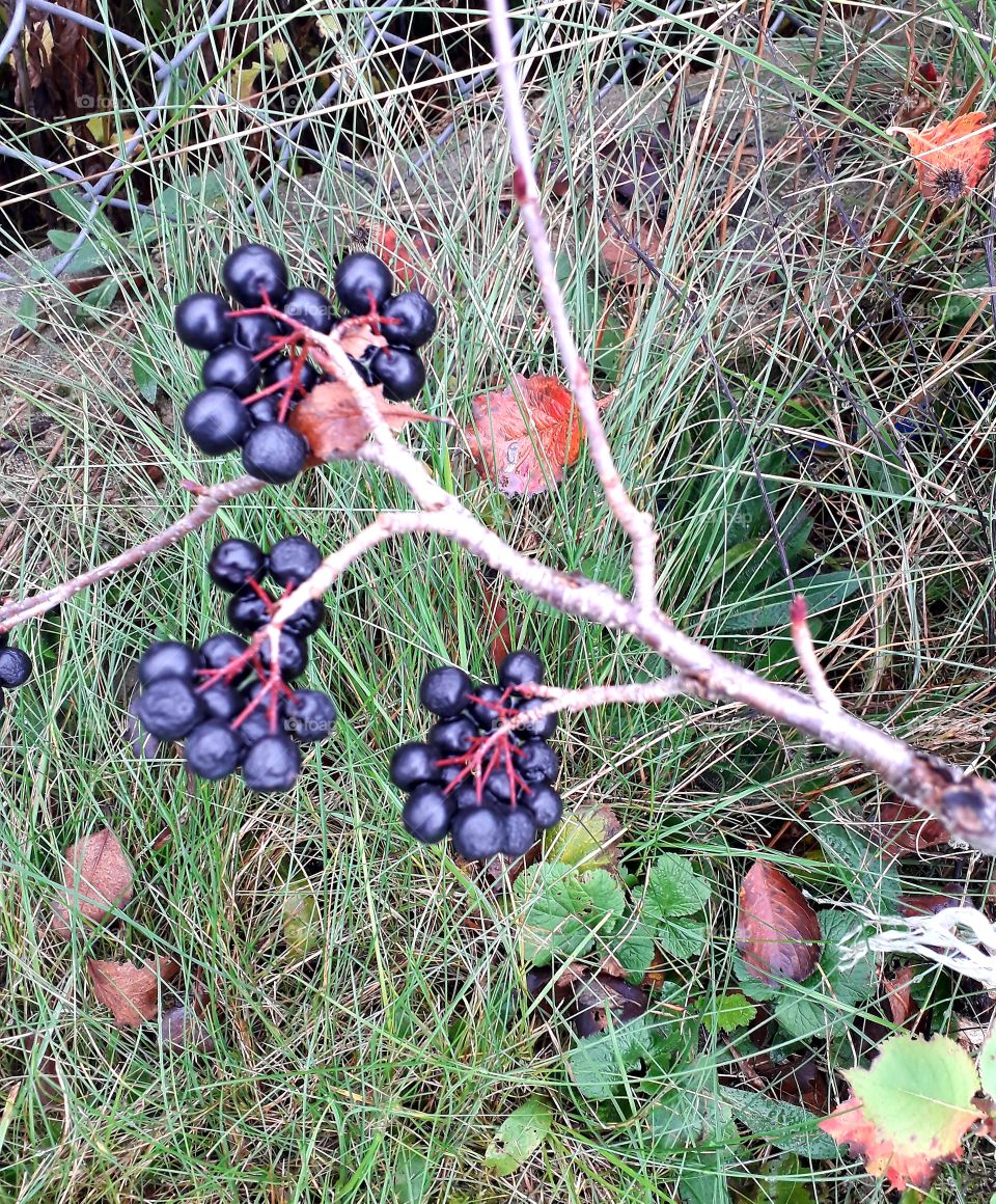 odd numbers- black aronia berries and autumn coloured leaves