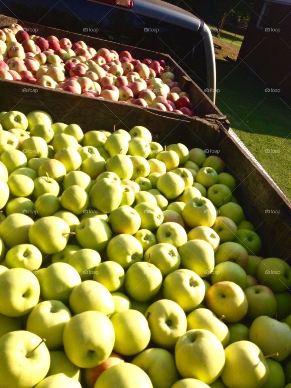 Apples