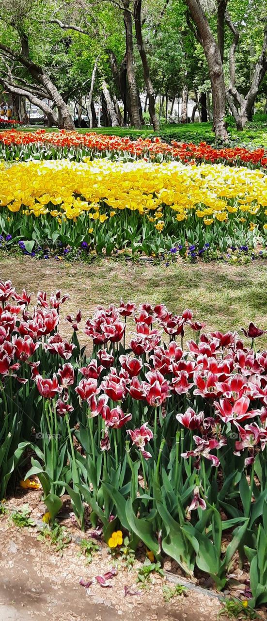 Beautiful tulips welcome to spring, wear their colorful clothes with enthusiasm and  romantically. Every spring breeze causes their flowery skirts to rotate, colorful tulips begin to dance with a whisper under their lips and stout trees cheer them .