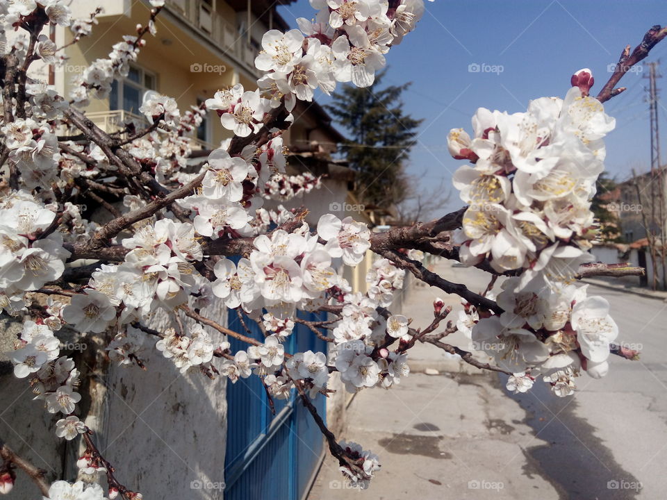nature flower sunny no person almond