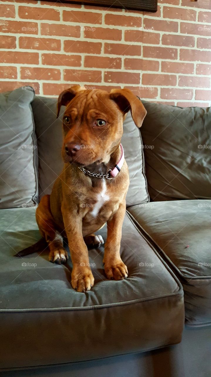 Muffins sitting Pretty