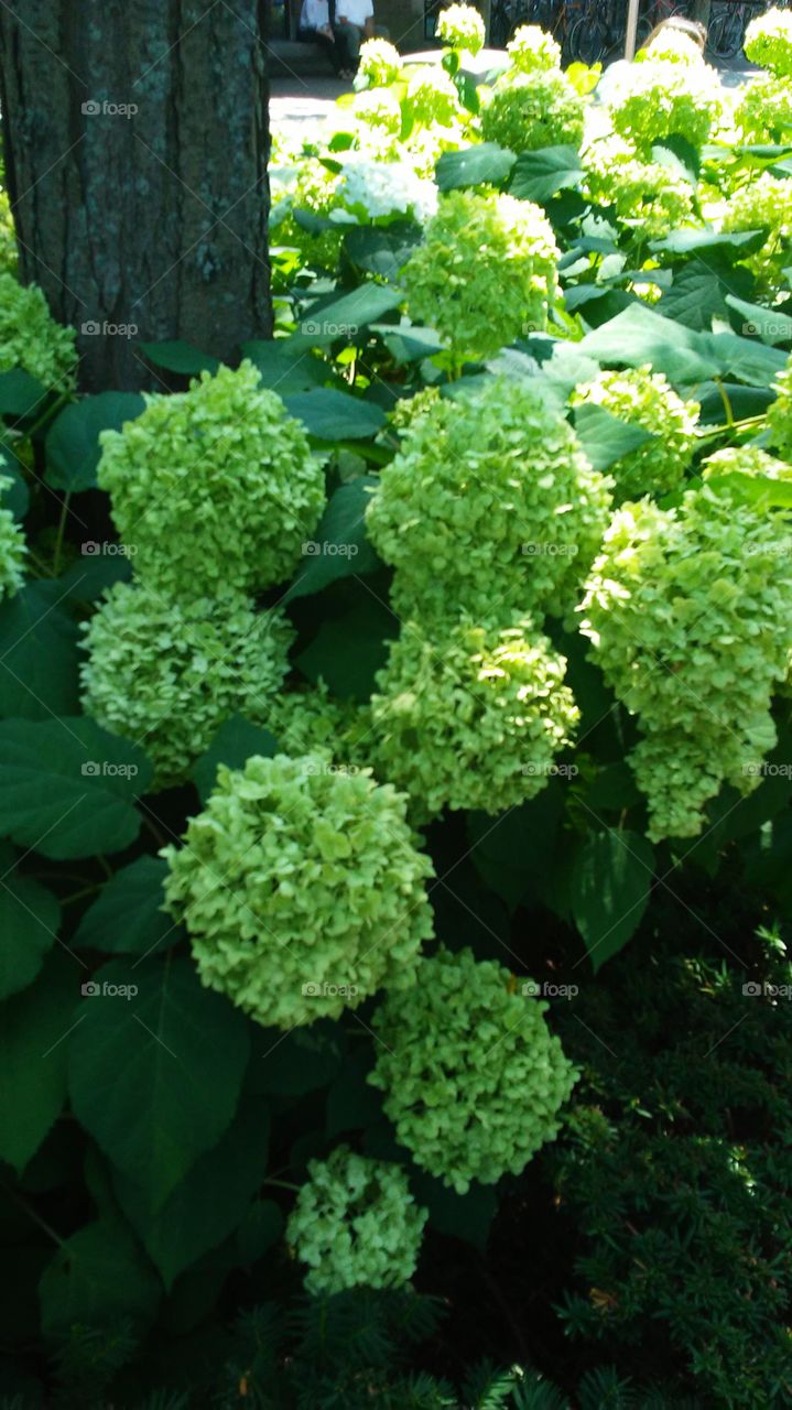 Leaf, No Person, Nature, Flora, Garden
